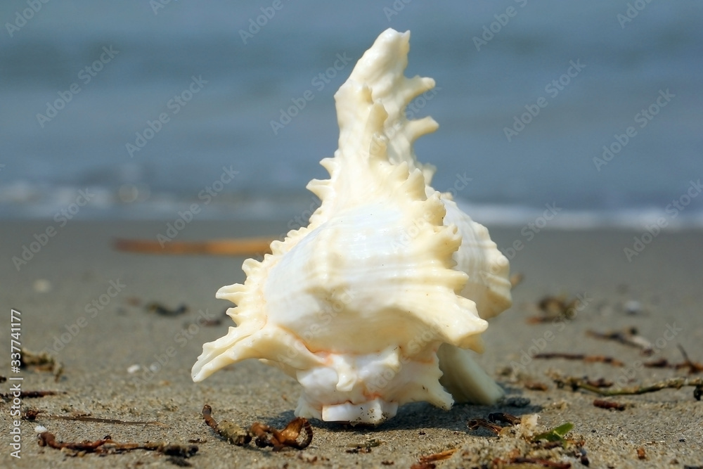 Tamil Nadu / India. March 24 2018: sea shells on the sea. Tamil Nadu / India. March 24 2018: sea shells on the sea.
