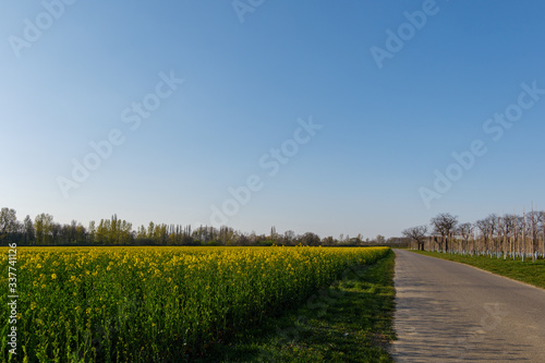 Outdoor sunny landscape view of small street along yellow rapeseed blossom field in spring or  summer season against blue sky.