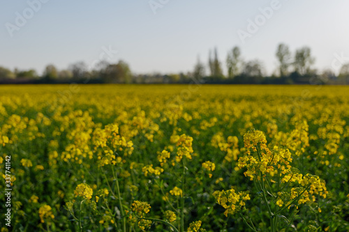 Selected focus and close up outdoor sunny view of Yellow rapeseed blossom field in spring or summer season against blue sky. © Peeradontax