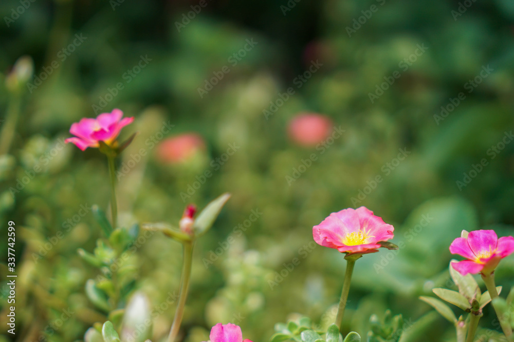Pink flowers in the garden with a bokeh green background