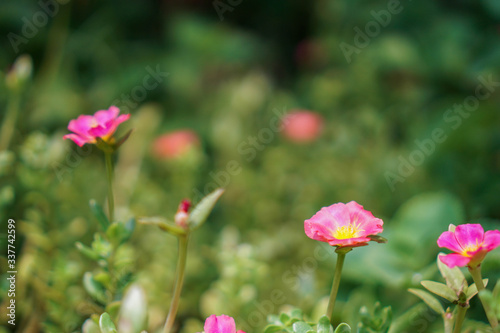 Pink flowers in the garden with a bokeh green background © waraphot