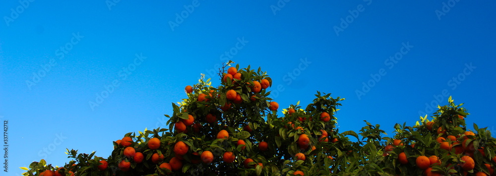 A group of ripe orange fruits on a branch with the sky in the background. Banner A group of ripe orange fruits on a branch with the sky in the background. Banner