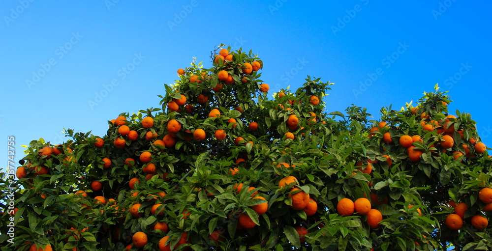A group of ripe orange fruits on a branch with the sky in the background. Banner