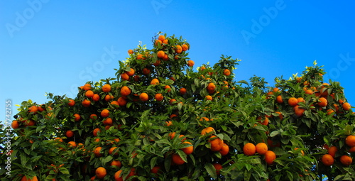 Tableau sur toile A group of ripe orange fruits on a branch with the sky in the background