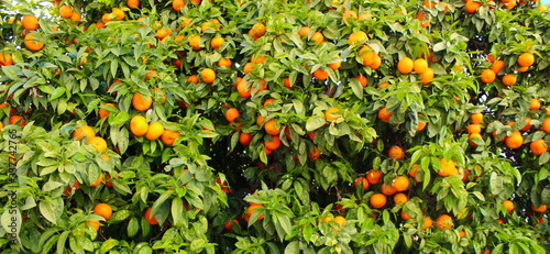 Photos A lot of beautiful fruits of oranges on the tree with leaves background