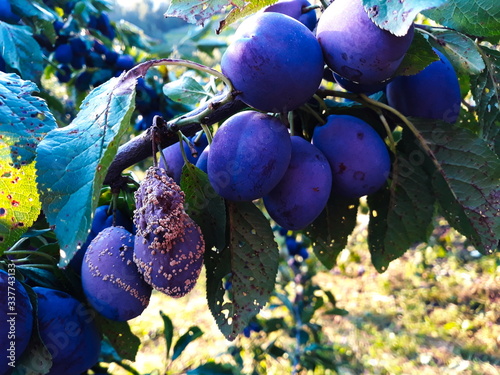 The group of the plums began to rot on the branch
