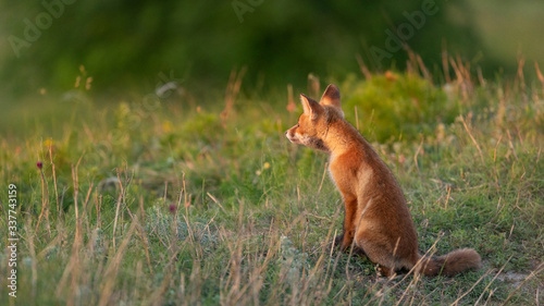 Fototapeta Naklejka Na Ścianę i Meble -  A young red Fox in a beautiful light. Vulpes vulpes