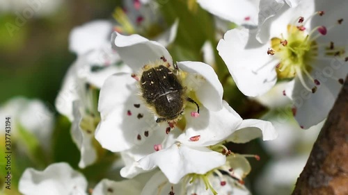 Tropinota hirta beetle while eating flower close up. Popularly known blossom feeder. Floral pear tree at spring. Macro with shallow depth of field.