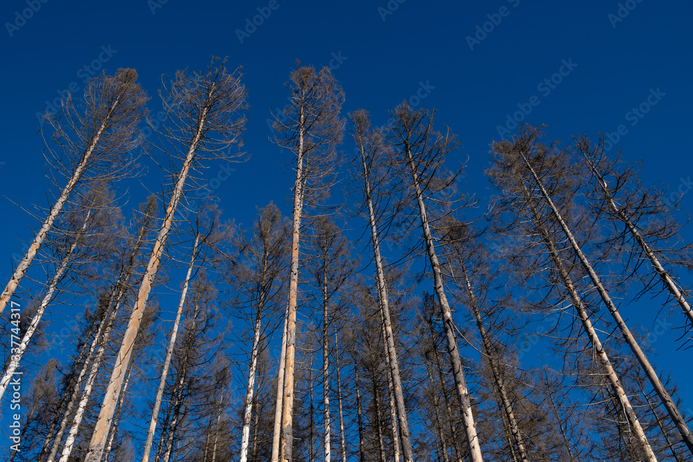 Fichtenwald gen blauen Himmel im Harz Fichtenwald gen blauen Himmel im Harz