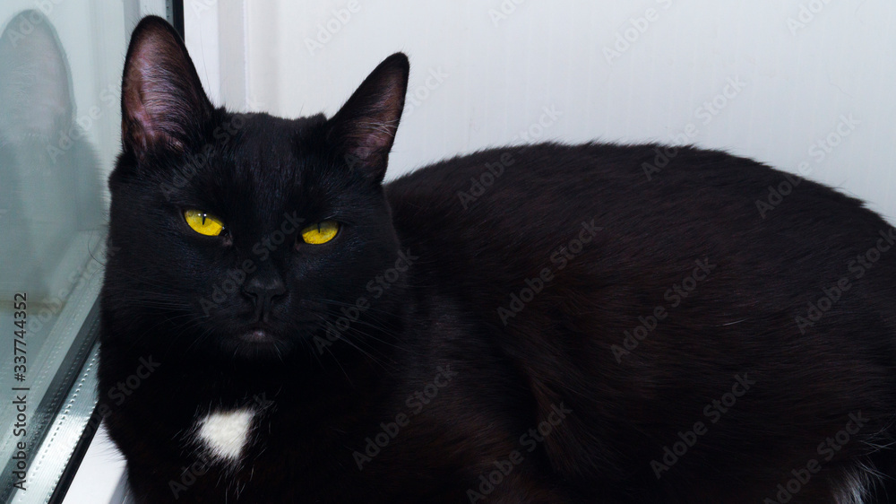 Pets. To stay home. A sleepy black cat with a white spot and yellow eyes lies on the window and squints. Lovely animal.