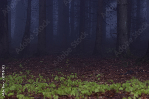 Dark forest with fog. Mysterious woods landscape. 