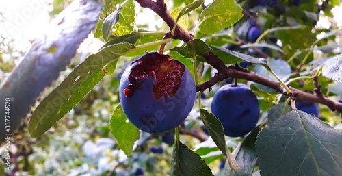 A ripe and scarred plum eaten by a bird