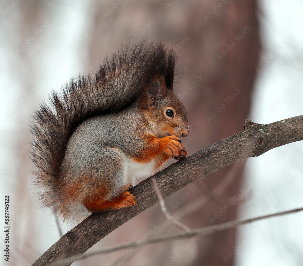Squirrel.