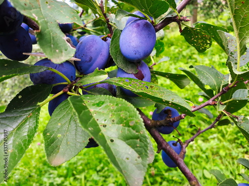 Blue ripe plums on a branch with a leaves.