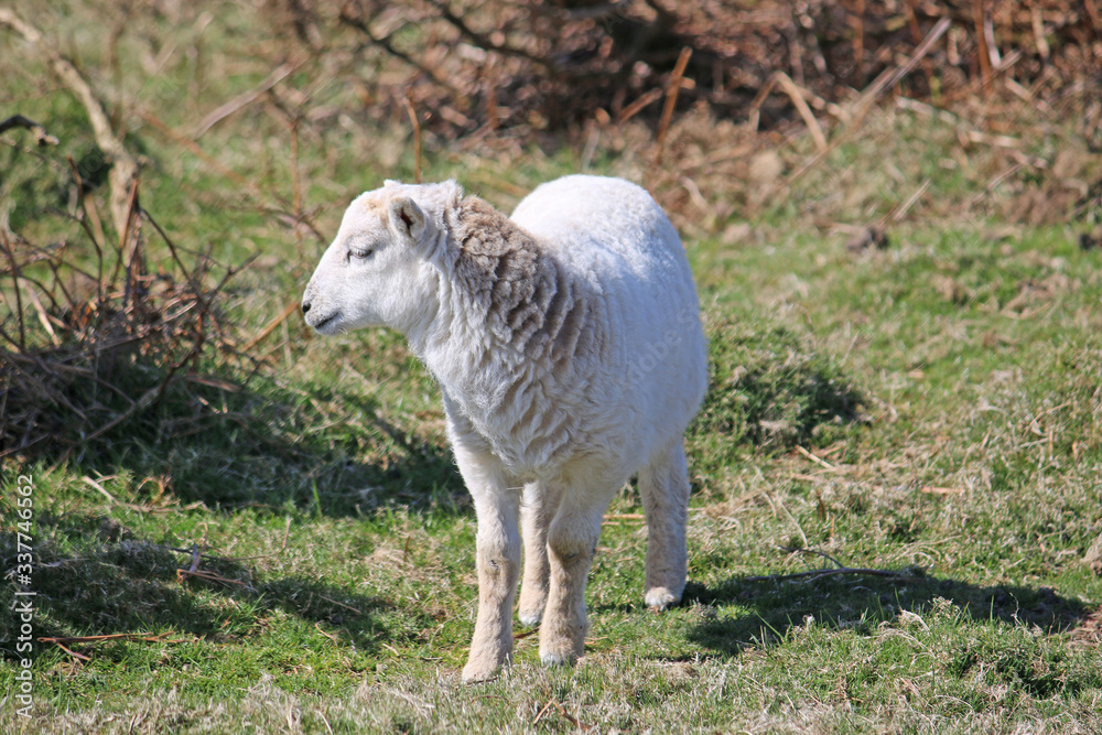 Obraz premium Sheep on the hills above Rhossili
