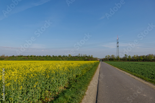 Outdoor sunny landscape view of small street along yellow rapeseed blossom field in spring or summer season against blue sky.