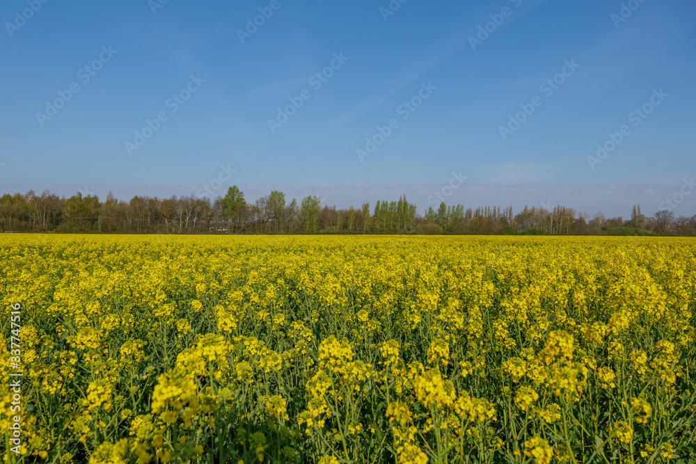 Outdoor sunny landscape view of Yellow rapeseed blossom field in spring or summer season against blue sky. Outdoor sunny landscape view of Yellow rapeseed blossom field in spring or summer season against blue sky.