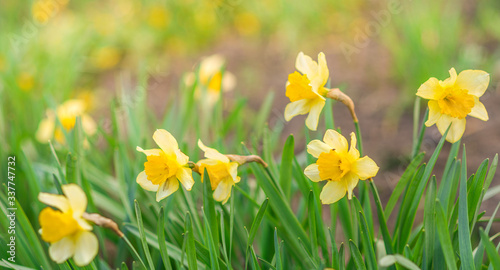 Spring background with yellow flowers. Yellow daffodils in green.