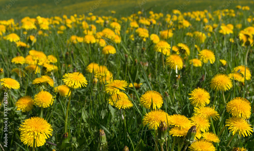 Field of blooming dandelions in a beautiful sunny spring morning. Selective focus
