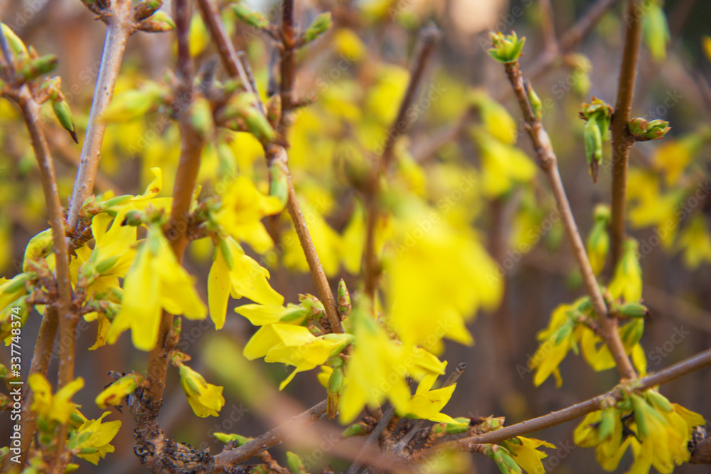 Yellow spring flowers on the trees Yellow spring flowers on the trees