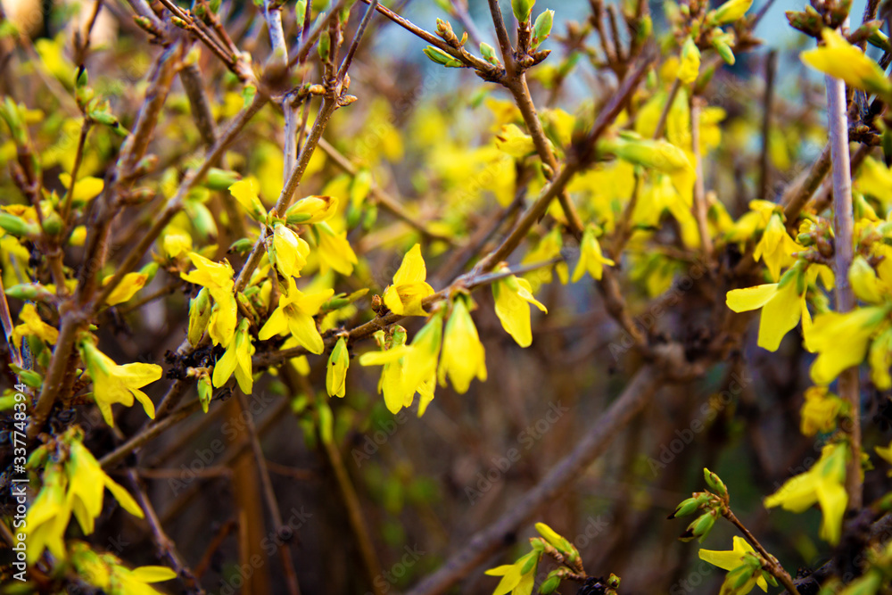 Yellow spring flowers on the trees