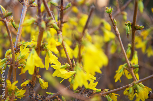 Yellow spring flowers on the trees