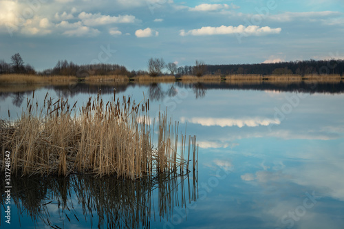 Reeds in the lake, horizon and white clouds on blue sky
