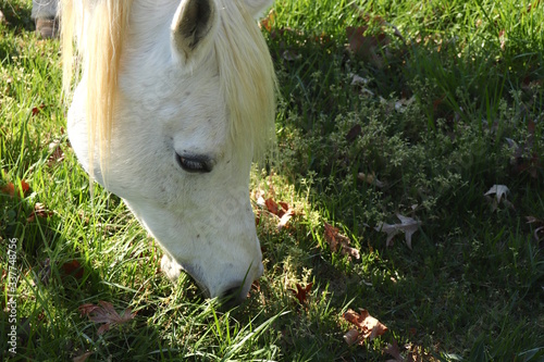Horse Eats Grass Closeup