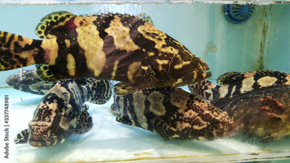 Grouper is sold in the aquatic section of the supermarket Stock Photo