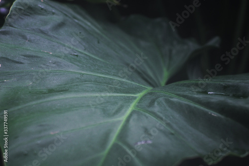 Dunkelgrünes Pflanzenblatt 