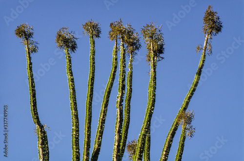 épine du Christ, Didierea trollii, Allaudia trollii, Madagascar photo