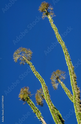 épine du Christ, Didierea trollii, Allaudia trollii, Madagascar photo