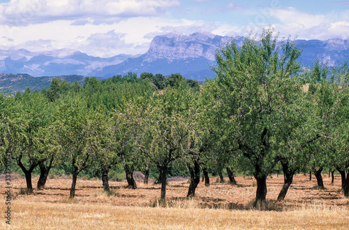 Amandier  Prunus dulcis  Aragon  Espagne