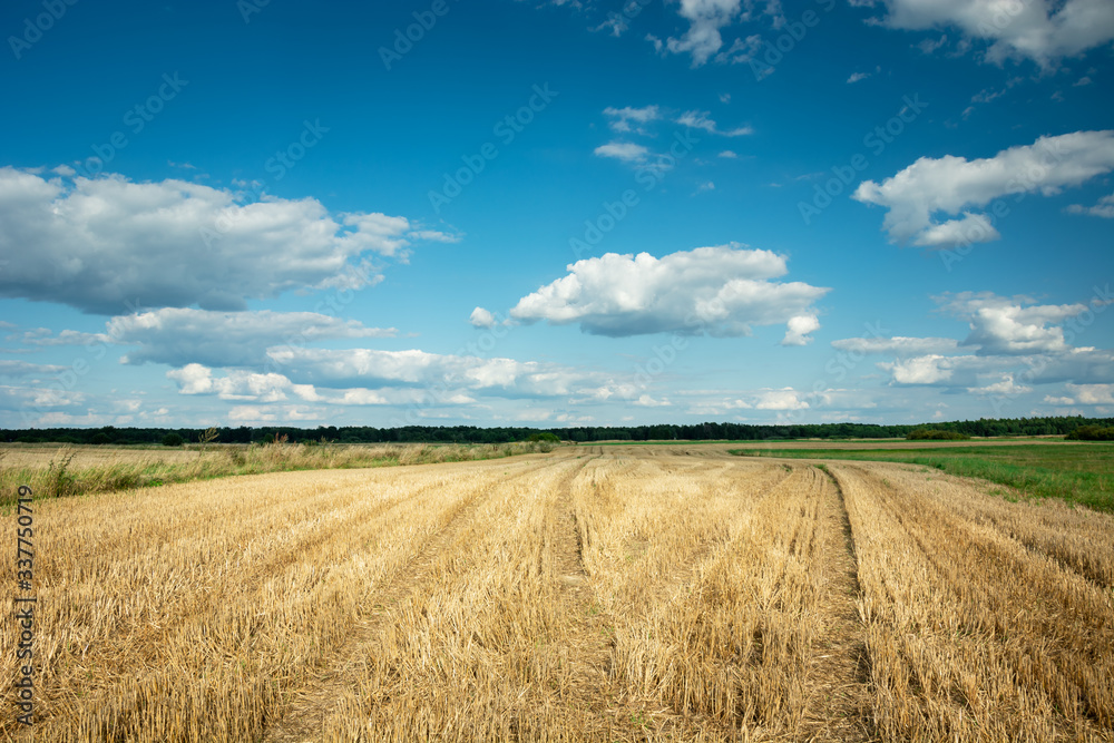 Stubble field, horizon and white clouds on blue sky