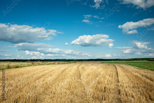 Stubble field  horizon and white clouds on blue sky