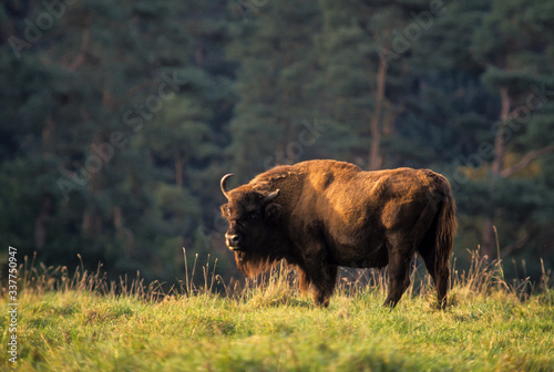 Bison d Europe  Bison bonasus