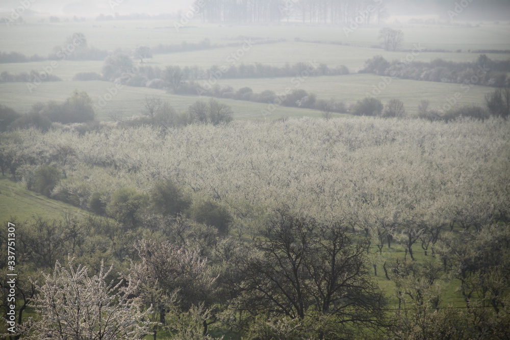 Obraz premium Mirabelle plums orchard flowering trees during springtime