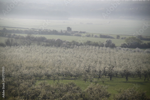 Mirabelle plums orchard flowering trees during springtime