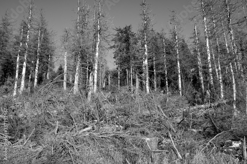 Nadelwald unterhalb des Brockengipfel in s/w photo