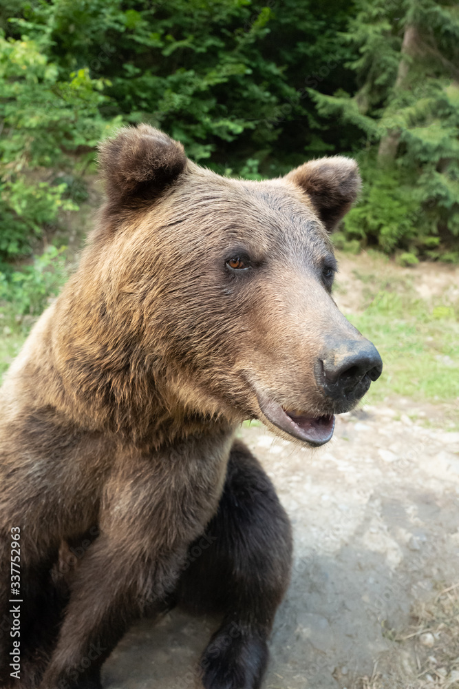 portrait brown bear on the background of forests in the wild in summer.