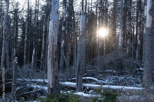 Toter Fichtenwald am Brocken © Alexander von Düren