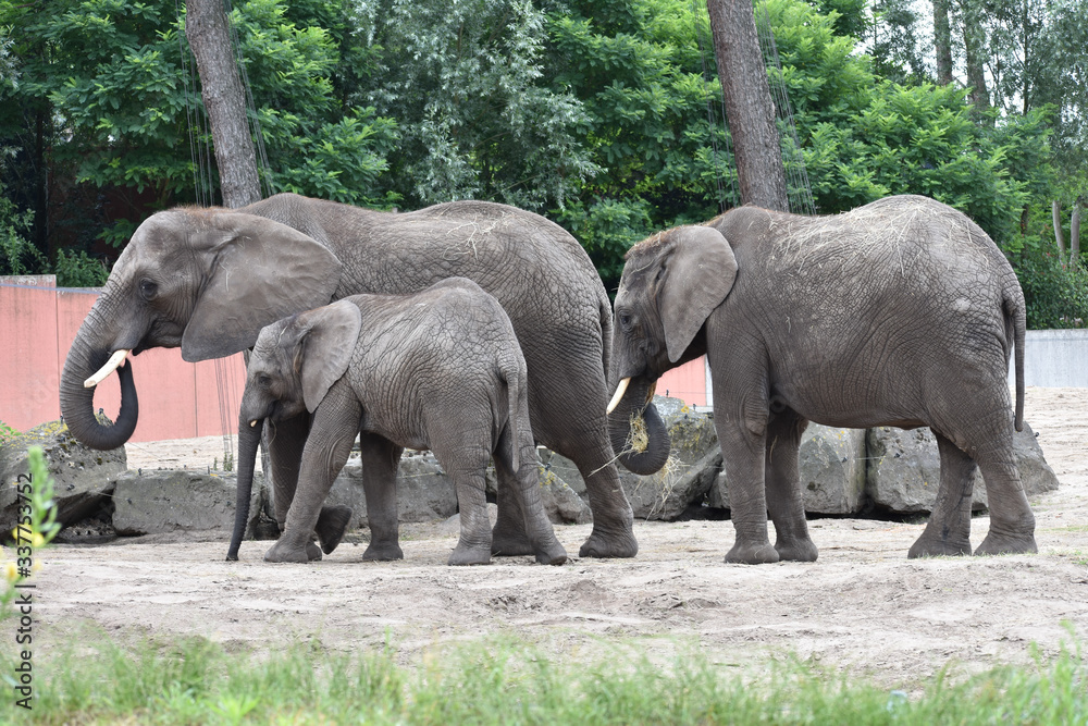 Elephants in a zoo with trees in the background