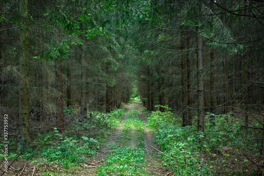 Dirt road through the dark and dense green forest Dirt road through the dark and dense green forest