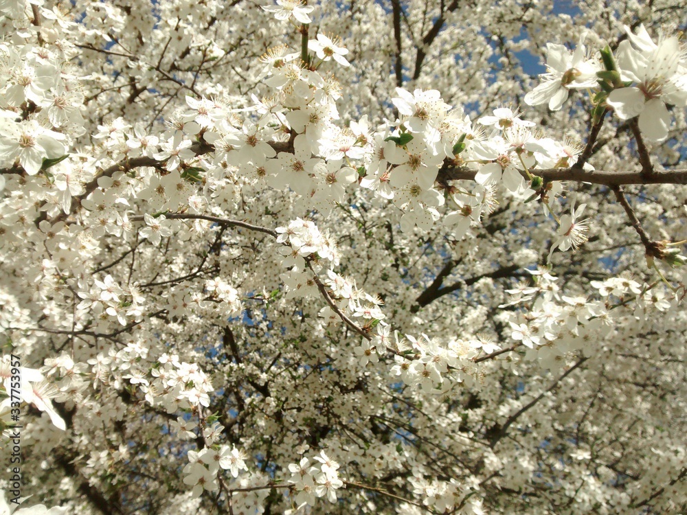 blooming cherry plum tree. blooming cherry plum tree.