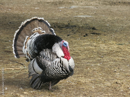 turkey field