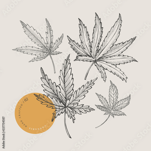 Hand-drawn various cannabis leaves on light isolated background. Botanical vector illustration of medicinal plant in retro style. Design element of handmade products, textiles, medicines, cosmetics.