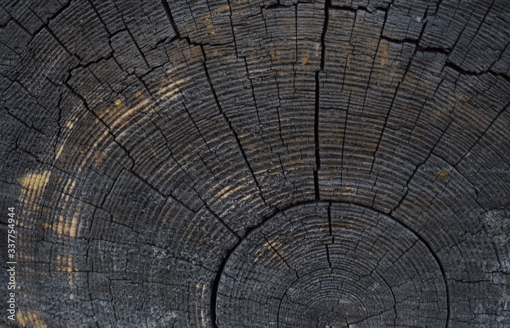 Fototapeta premium cross section of tree