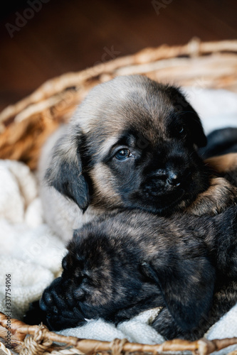 English Mastiff Puppy © Jessica