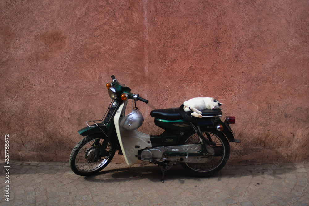Schlafende Katze auf Motorroller in Marrakesch Schlafende Katze auf Motorroller in Marrakesch