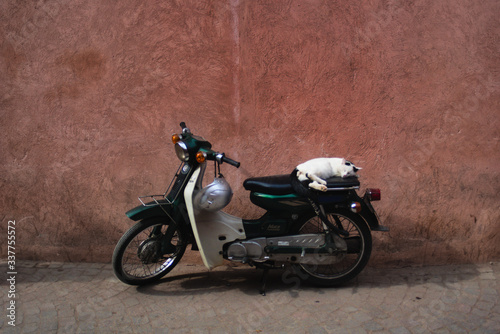 Schlafende Katze auf Motorroller in Marrakesch